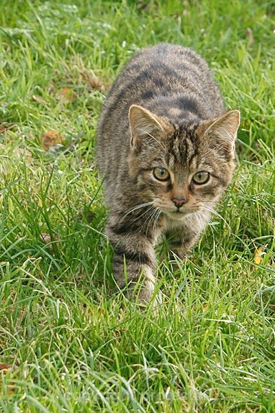 Scottish Wild Kitten - Small Cats