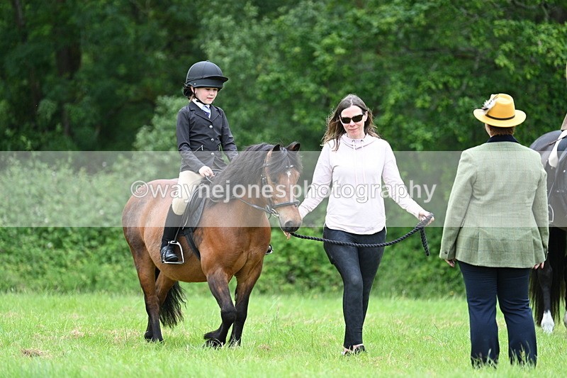 WJ7_4079 - Class 14A Handsome Gelding