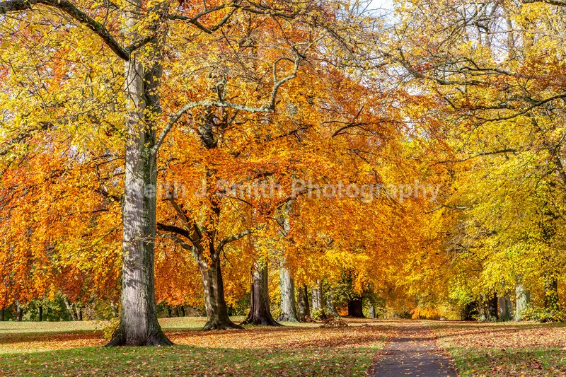 0SKJ0376 - Trees in Abington Park