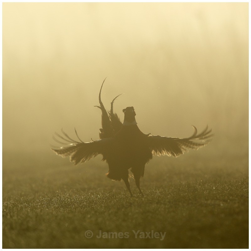 Pheasant in the Fog - British Birds