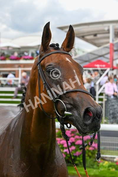 260724-Race 2-Churchella-4765 - Race 2 6.05pm Pearly Cow Handicap