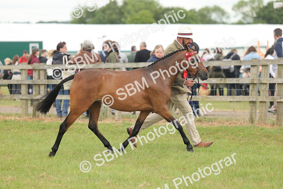 SBM_05448 - Class 68-73 - Riding Pony Breeding