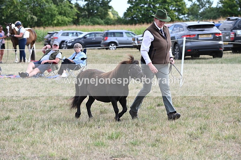 WJ6_6988 - Class 21 Shetland & Mini Horses