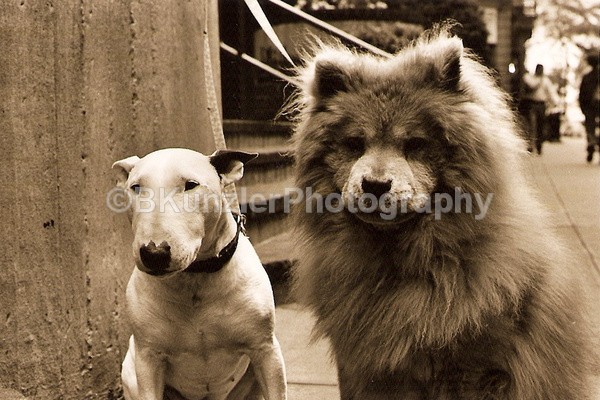  - Animals