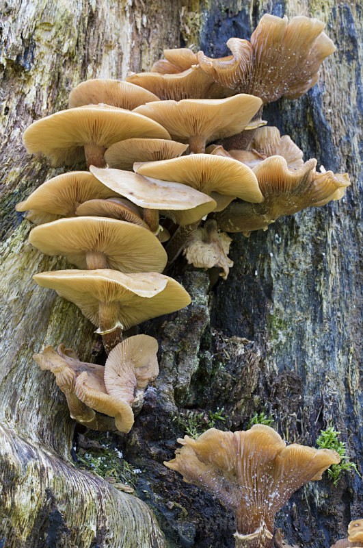 Fungi, Cholmondeley Castle, Cheshire - FUNGI (MUSHROOM) IMAGES