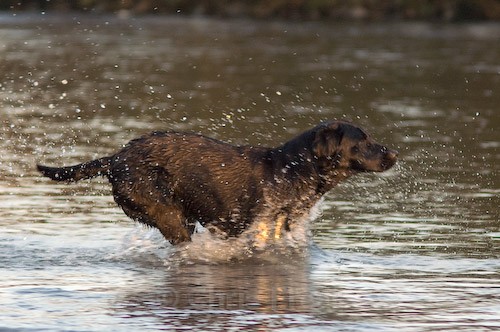33 - Heney Gundogs