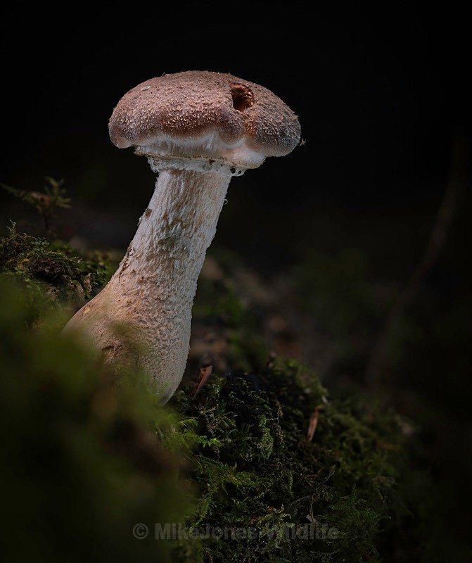 Fungi, Delemere forest - AUTUMN 2025 FUNGI/MUSHROOMS