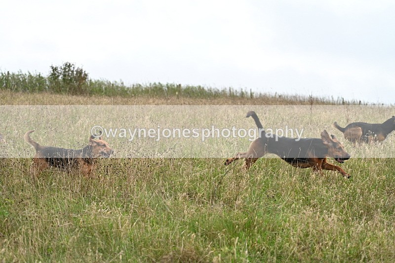 WJ7_9836 - Camera 1 & Last fence