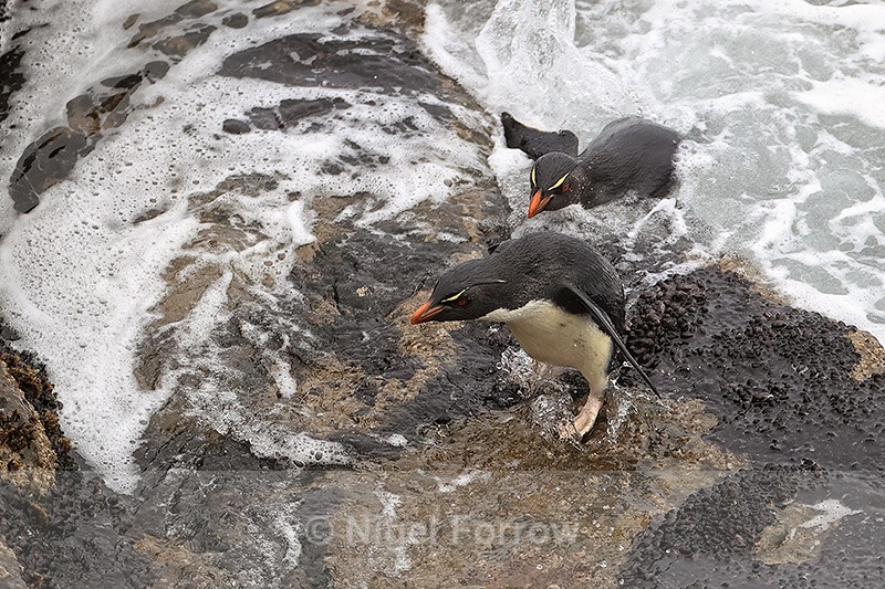 Rockhopper Penguins landing on rocks, Saunders Island - Rockhopper Penguin