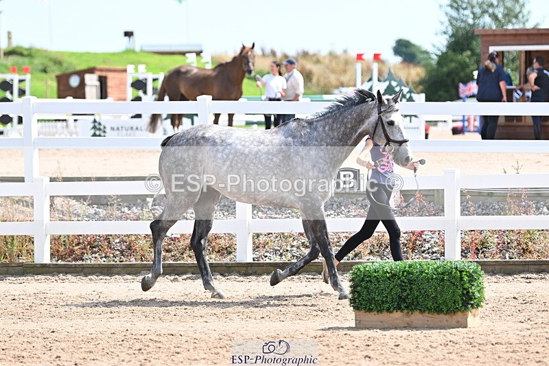 240717A-150541-02529 - Trot Up 3pm to 4pm