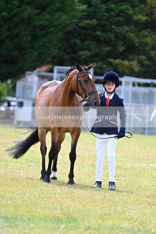 WJ7_6625 - Class 5 Handsome Gelding in hand