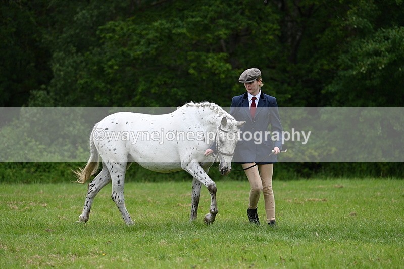 WJ7_4459 - Class 14B Prettiest Mare
