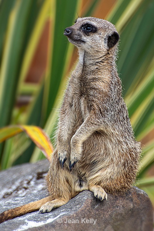 Meerkat - DSC_0244 - Meerkats