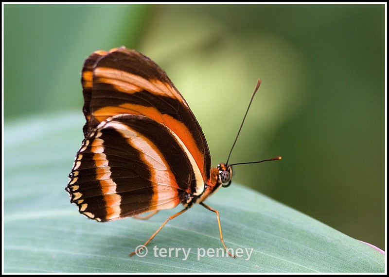 Butterfly 4 (Captive) - Insects & Spiders
