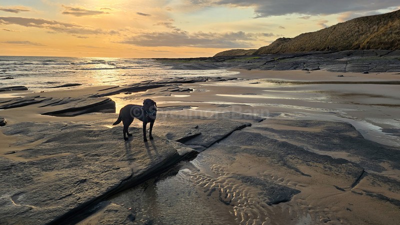 Sunrise at Bamburgh beach - Dogs