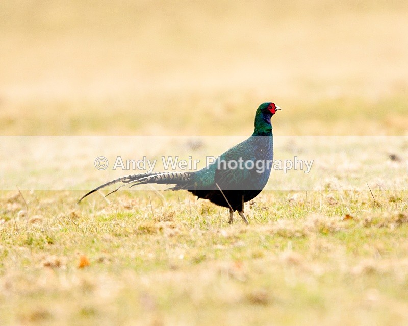 20100314-052 - Gamebirds