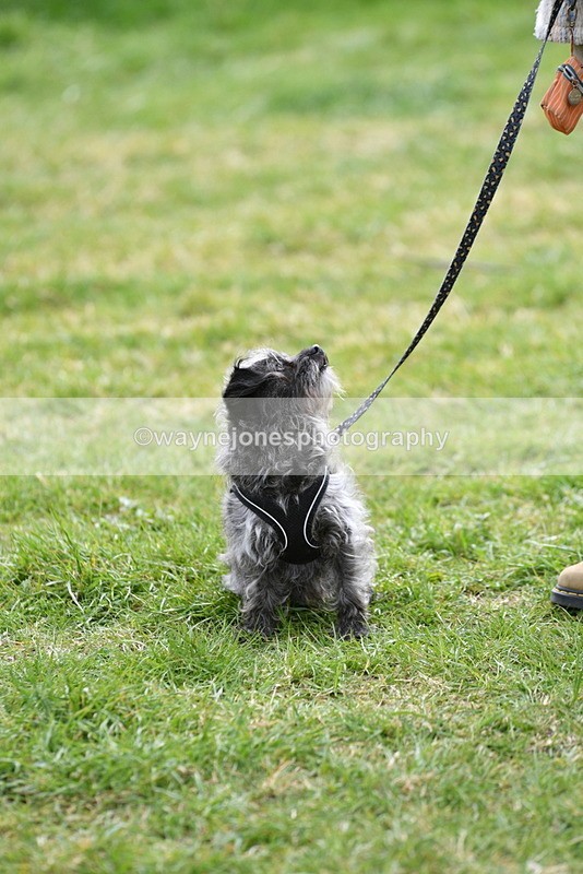 WJ5_9334 - Class 1 Best Cross Breed / Heniz 57