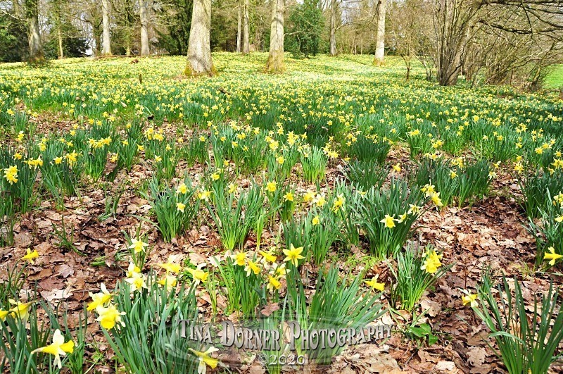 Wild Daffodills in Dymock Woods by Tina Dorner Photography, Forest of Dean and Wye Valley, Gloucestershire