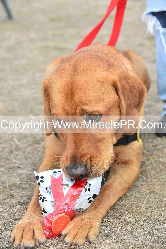 SH4_0158 - Dog show.