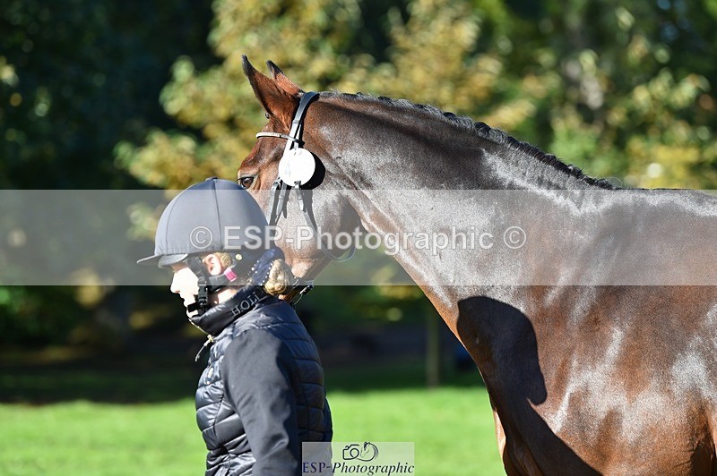 231022-105152-23555 - 466-SPARHANGER.VELVET-Tichy.Sanders-TrotUp+SJ