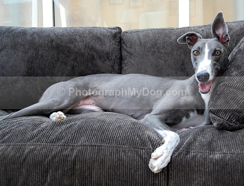  - Greyhounds