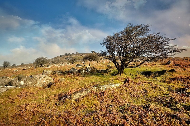 Windswept Tree Bodmin Moor - Bodmin Moor mainly Minions
