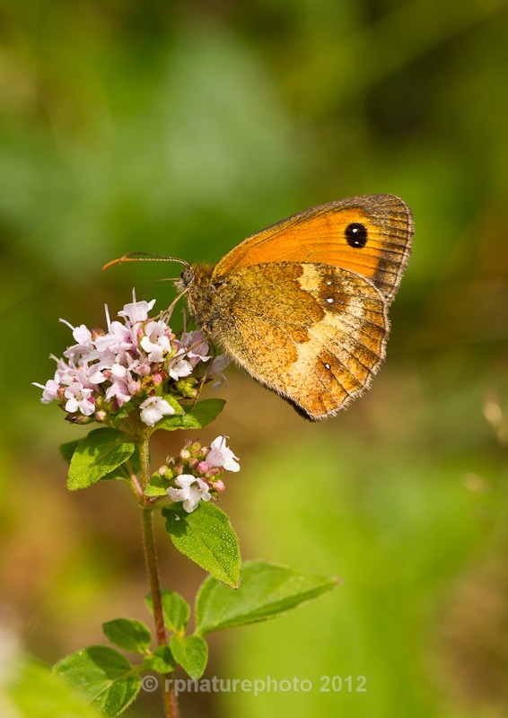 Gatekeeper - Pyronia tithonus RPNP0018 - Insects & Spiders