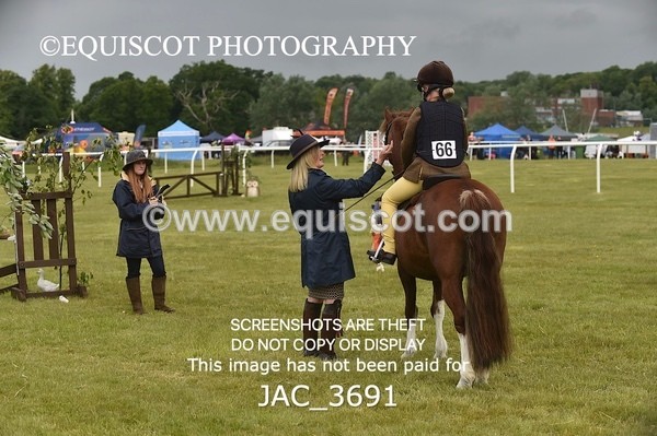 JAC_3691 - 75CM WORKING HUNTER