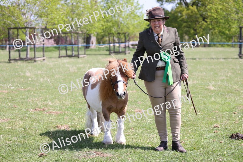 20250427-3027 - Class 27 - Coloured Horse and Pony