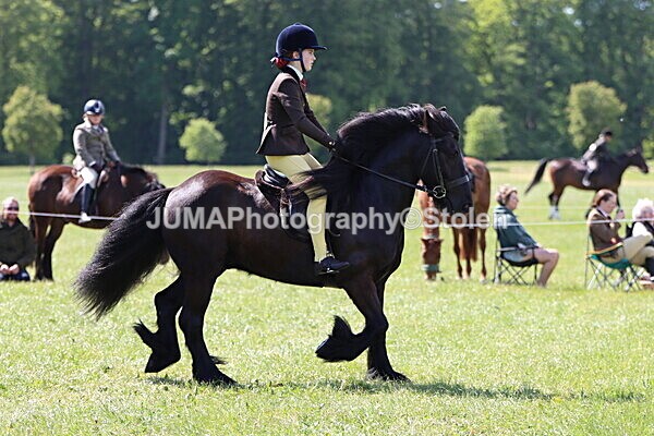 IMG_4388 - Working Hunter