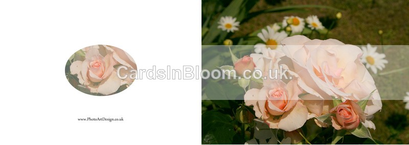 033 Pink Roses - FLORAL GREETING CARDS