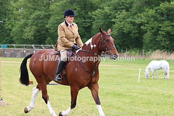 IMG_2778 - Working Hunter