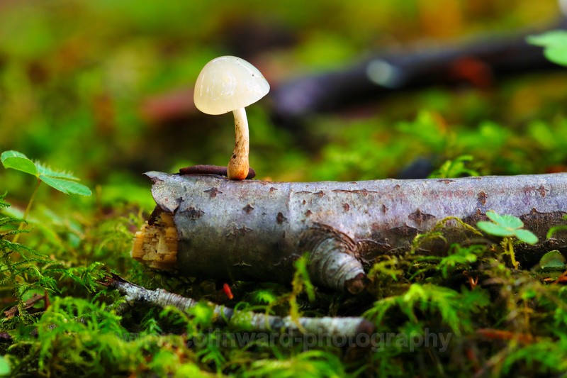 Tiny Fungi.    ref 6223 - macro and nature.