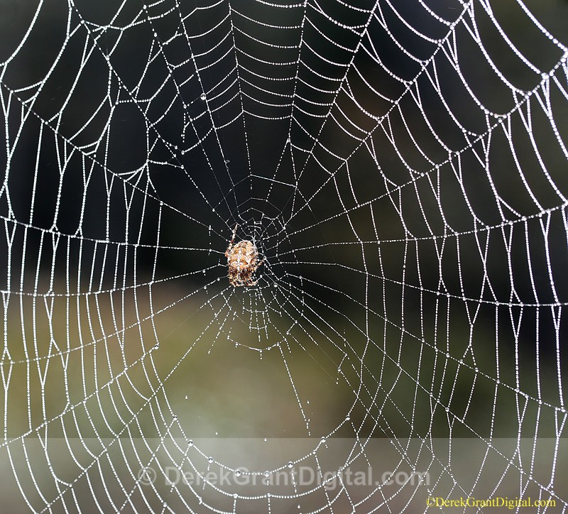 Araneus diadematus Web Maestra - Spiders of Atlantic Canada