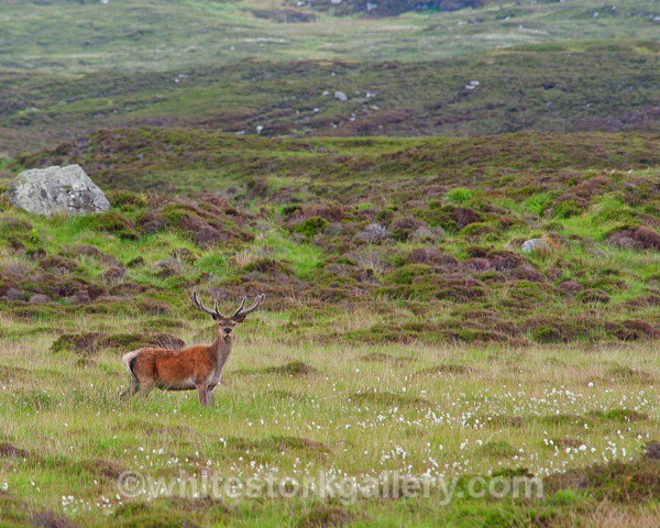 Wild Stag - Scottish Highlands
