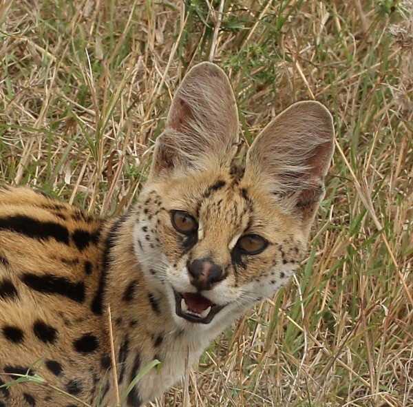  - KENYA