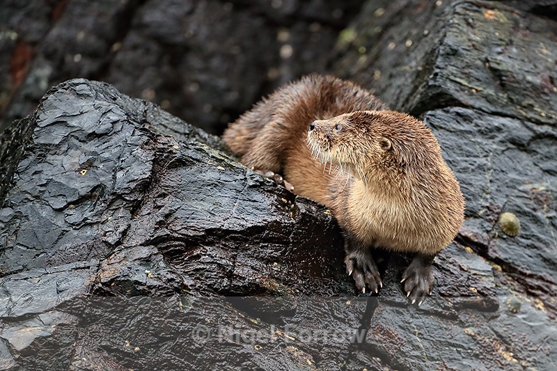 Marine Otter looks back, Chanaral Island, Chile - Otter