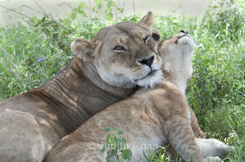 Lion and Cub - Tanzania Birds and Mammals