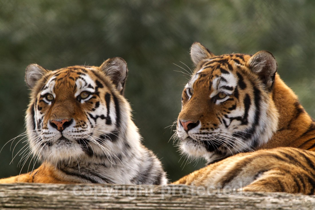 Taiga and Tatana - Wildlife Vets International