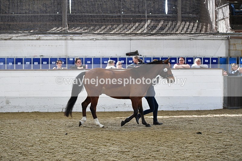 WJ5_4525 - Class 3 Part Bred In hand