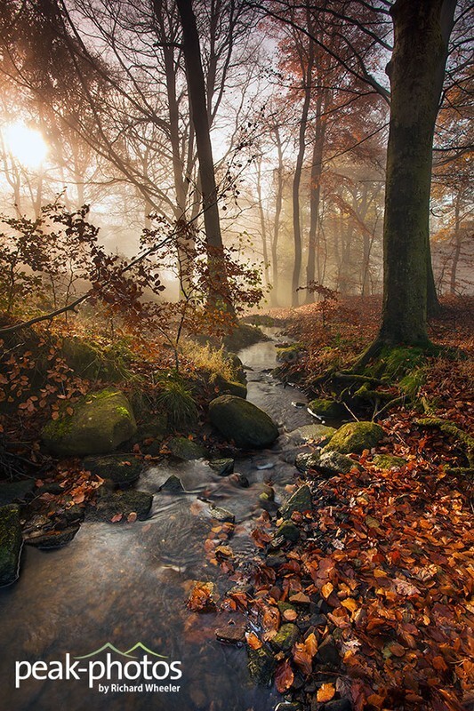 Peak Woodland - Peak District | Dark Peak