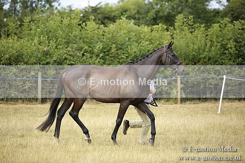 _C7A9613 - BVRC Sow 2018 Ring 2