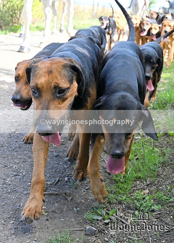 WJ7_0469 - Berks & Bucks - Hound Exercise – Kennels 06-09-26