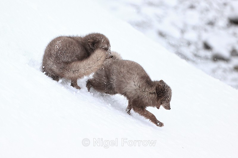 Arctic Foxes scuffling on slope, Hornstrandir, Iceland - Arctic Fox