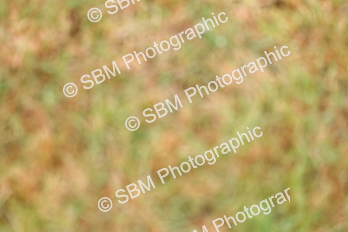 SBM_02683 - Class 9-11 Side Saddle including LIHS Rising Star Ladies Show Horse
