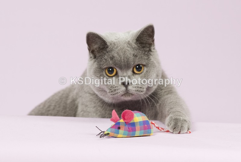 Markenka Musical Chairs (16) - Tufton British Shorthairs