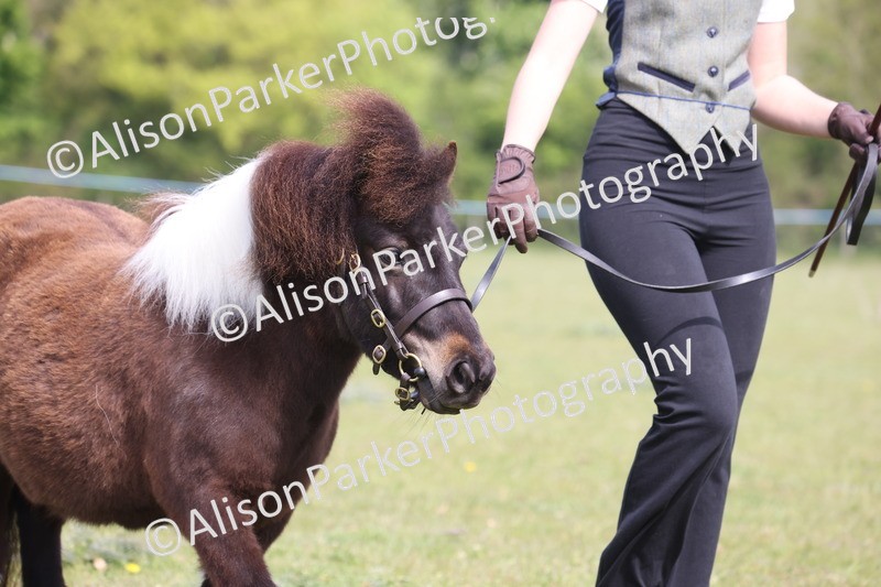 20260426-3145 - Class 26 - Shetland Ponies and Minitures