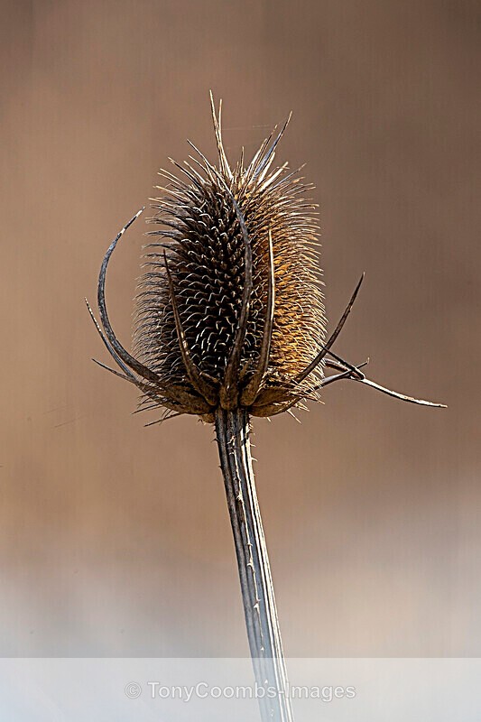 Teasel  1901-18757 - Around the Reflection Pool