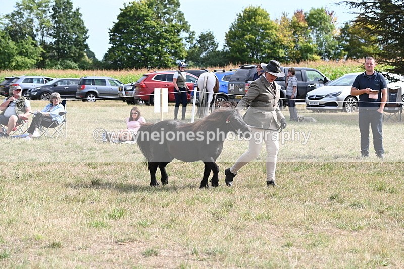 WJ6_7022 - Class 21 Shetland & Mini Horses