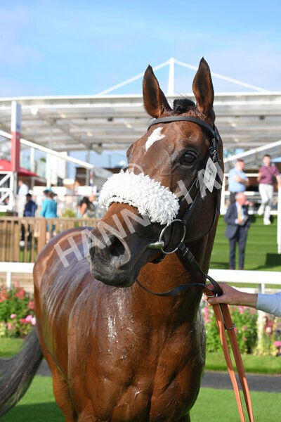 yr23072021r1-46 - Race 1 6.00pm John Wright Electrical Silk Series Lady Riders Handicap